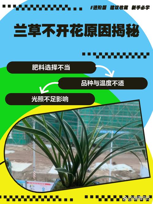 有叶不开花开花不见叶打一植物?先花后叶植物的养护诊断与解决方法 总结