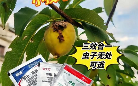 果树果苗选购与种植全攻略：从品种选择到丰产管理的实操指南