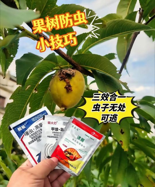 果树果苗选购与种植全攻略：从品种选择到丰产管理的实操指南