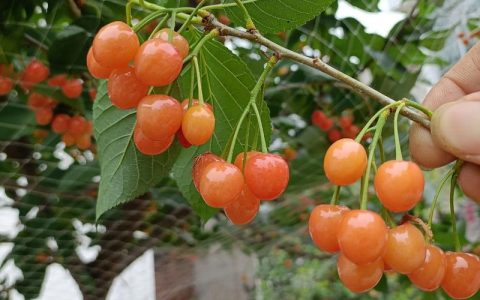 樱桃亩产量一般多少斤？2026年樱桃种植全攻略与经济效益分析