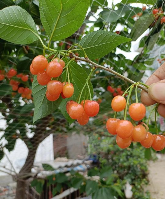 樱桃亩产量一般多少斤？2026年樱桃种植全攻略与经济效益分析