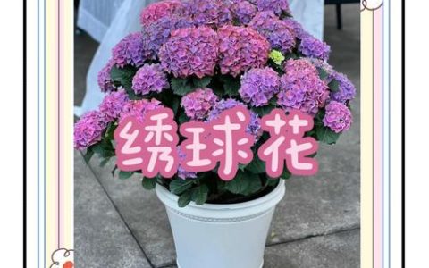 草莓绣球花养护指南：花色艳丽如何养爆盆