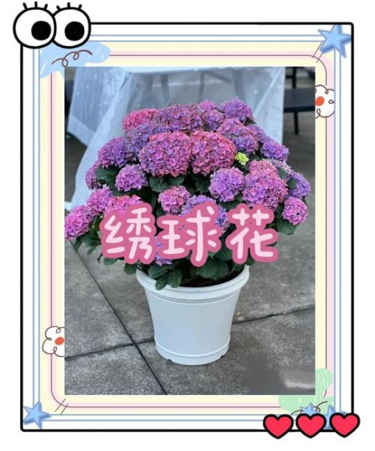 草莓绣球花养护指南：花色艳丽如何养爆盆