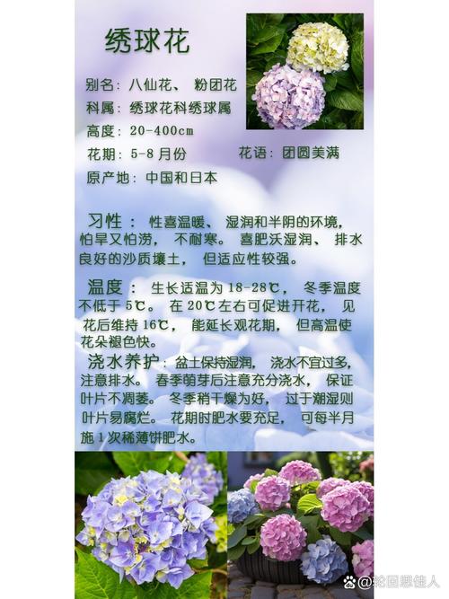 草莓绣球花养护指南:花色艳丽如何养爆盆 总结