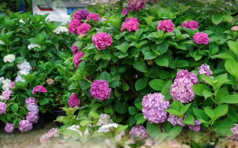 绣球几月份开花？新手必看花期、养护与促花全攻略