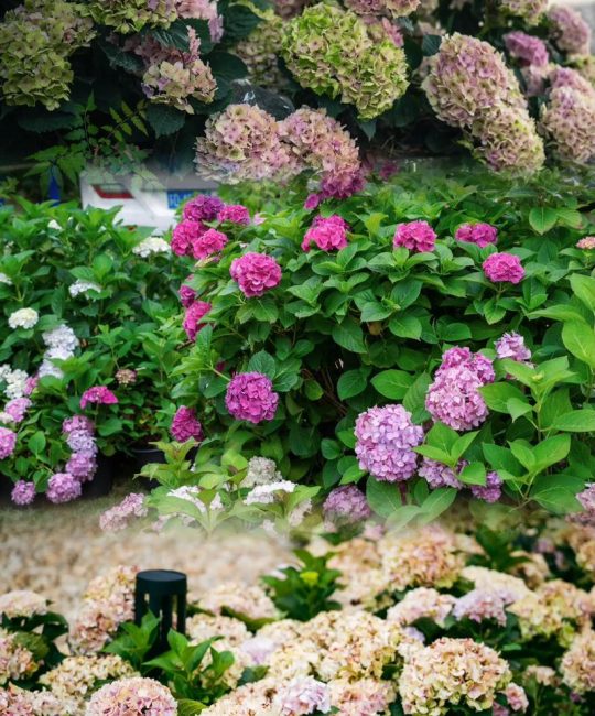 绣球几月份开花？新手必看花期、养护与促花全攻略