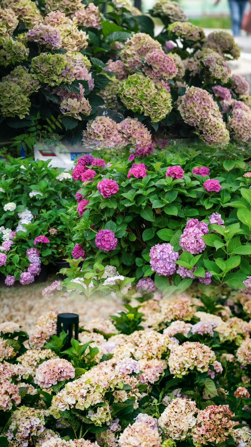 绣球几月份开花？新手必看花期、养护与促花全攻略