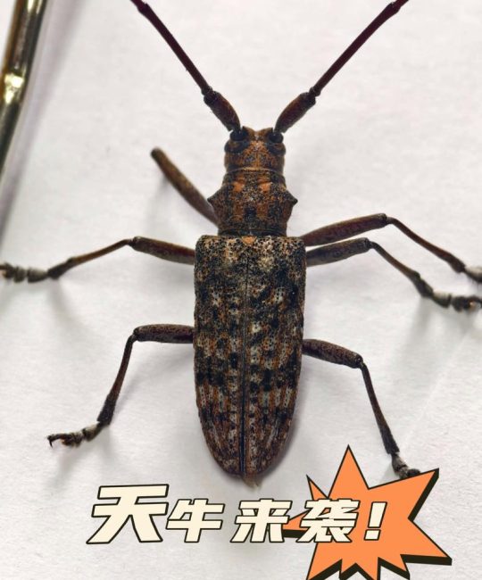 天岁虫是什么虫子？详解天牛科昆虫的特征与危害