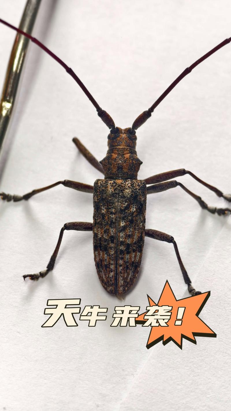 天岁虫是什么虫子?详解天牛科昆虫的特征与危害 天岁虫是什么虫子?详解天牛科昆虫的特征与危害