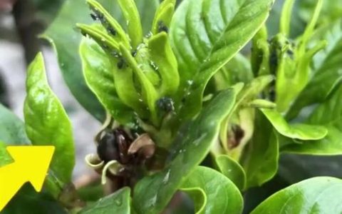 栀子花叶子发黄长虫怎么办？家庭除虫与养护全攻略