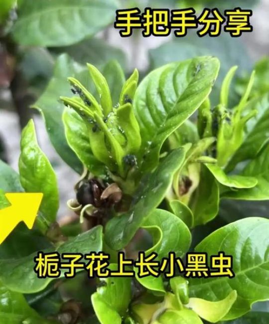 栀子花叶子发黄长虫怎么办？家庭除虫与养护全攻略
