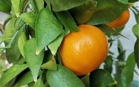 黄美人柑橘苗栽培全攻略：从选苗到丰产的实用指南