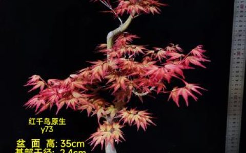 红枫扦插繁殖全攻略：品种选择、最佳季节与操作技巧详解