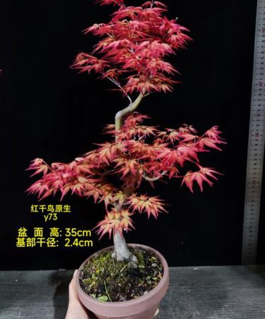 红枫扦插繁殖全攻略：品种选择、最佳季节与操作技巧详解