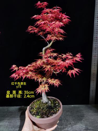 红枫扦插繁殖全攻略:品种选择、最佳季节与操作技巧详解 红枫扦插繁殖全攻略:品种选择、最佳季节与操作技巧详解