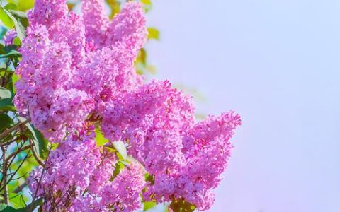 丁香花是什么颜色？丁香花详细百科介绍