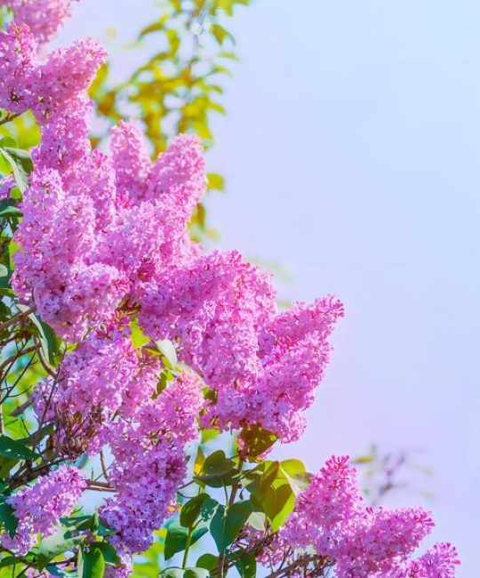 丁香花是什么颜色？丁香花详细百科介绍