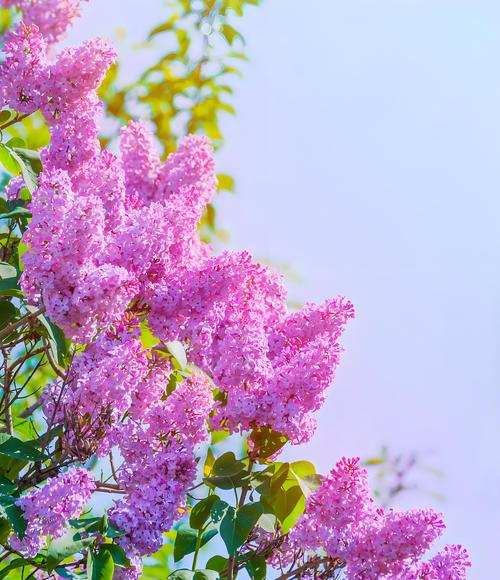 丁香花是什么颜色?丁香花详细百科介绍 丁香花是什么颜色?丁香花详细百科介绍