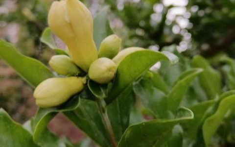 开黄花的石榴树是什么品种：黄花石榴与白石榴的详细解析