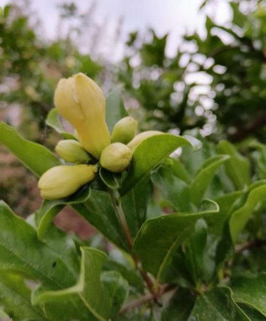 开黄花的石榴树是什么品种：黄花石榴与白石榴的详细解析