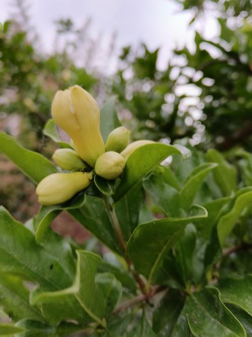 开黄花的石榴树是什么品种：黄花石榴与白石榴的详细解析