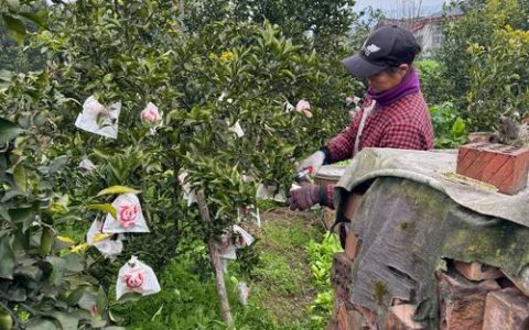 耙耙柑产地在哪里？核心产区与种植全攻略