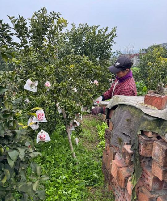 耙耙柑产地在哪里？核心产区与种植全攻略