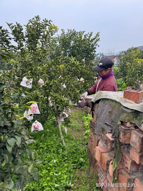 耙耙柑产地在哪里?核心产区与种植全攻略 耙耙柑产地在哪里?核心产区与种植全攻略