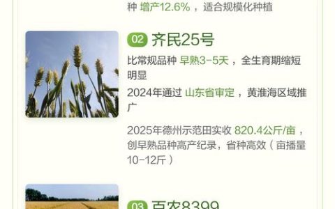 2026年中国早熟小麦品种推荐：高产抗病首选