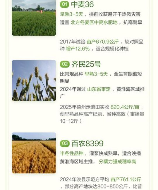 2026年中国早熟小麦品种推荐：高产抗病首选