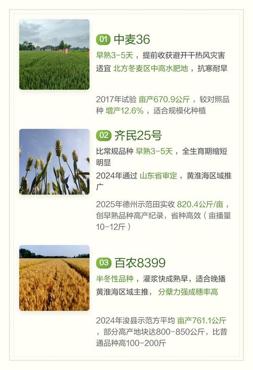 2026年中国早熟小麦品种推荐:高产抗病首选 2026年中国早熟小麦品种推荐:高产抗病首选