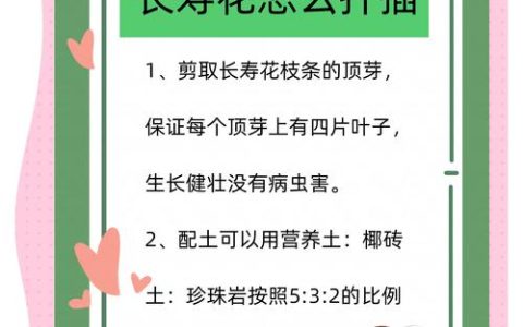 长寿花怎么繁殖扦插？长寿花扦插繁殖全流程技术指南
