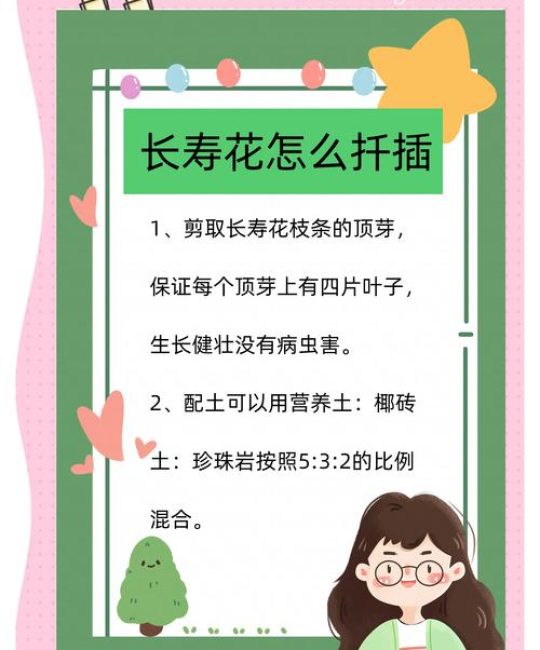 长寿花怎么繁殖扦插？长寿花扦插繁殖全流程技术指南