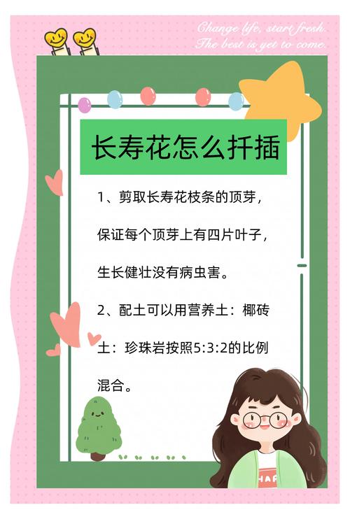 长寿花怎么繁殖扦插?长寿花扦插繁殖全流程技术指南 长寿花怎么繁殖扦插?长寿花扦插繁殖全流程技术指南