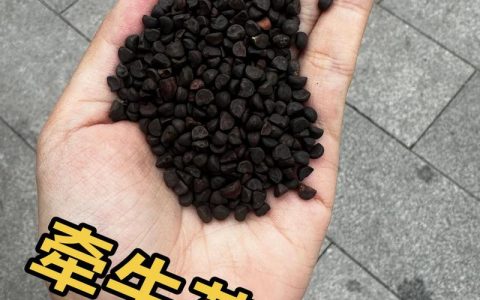 牵牛花是多年生还是一年生？家庭阳台种植全攻略
