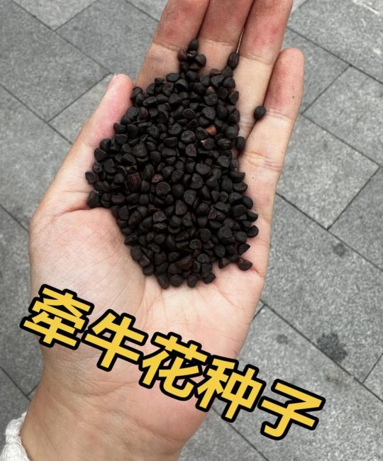 牵牛花是多年生还是一年生？家庭阳台种植全攻略