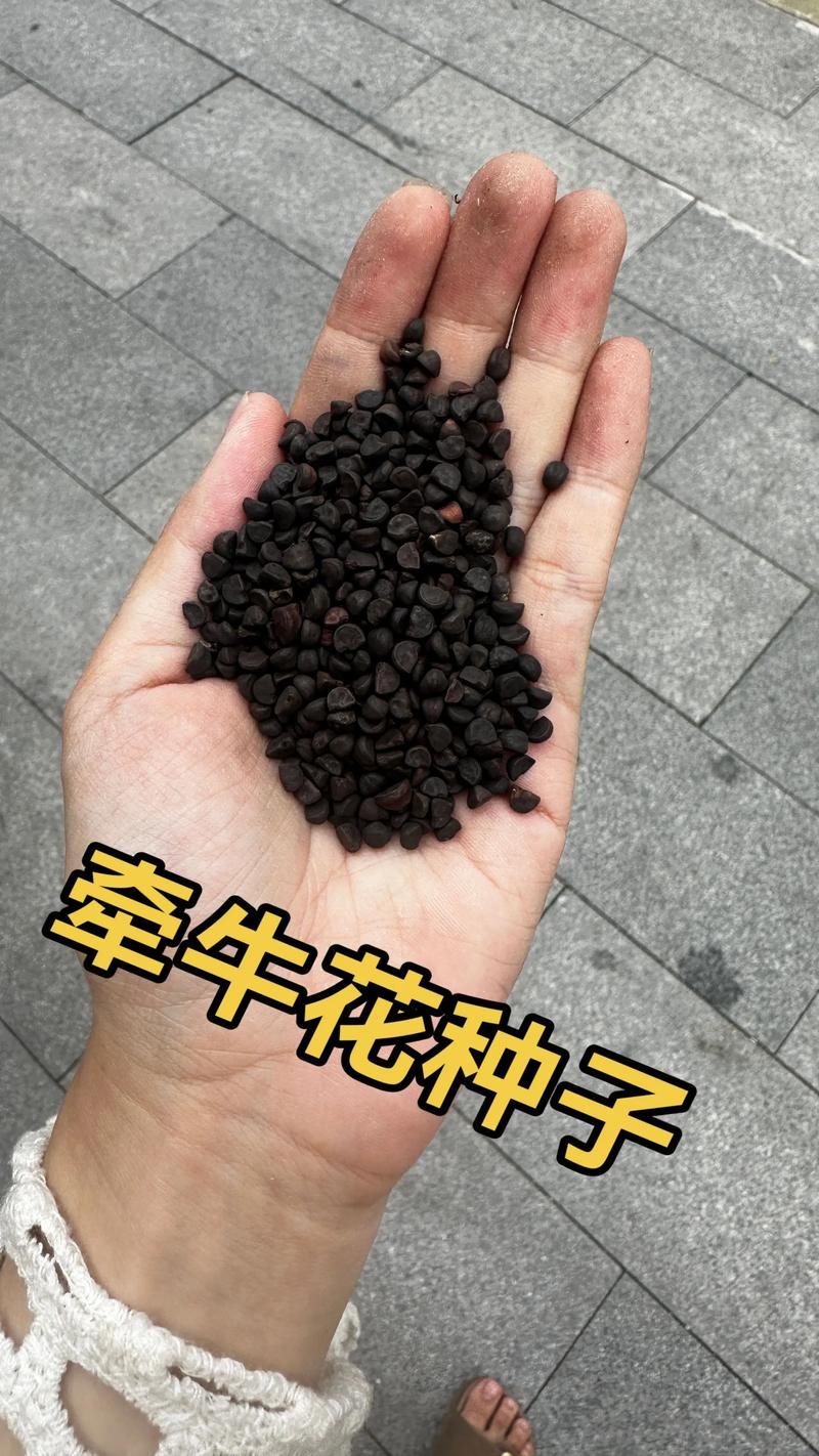 牵牛花是多年生还是一年生？家庭阳台种植全攻略