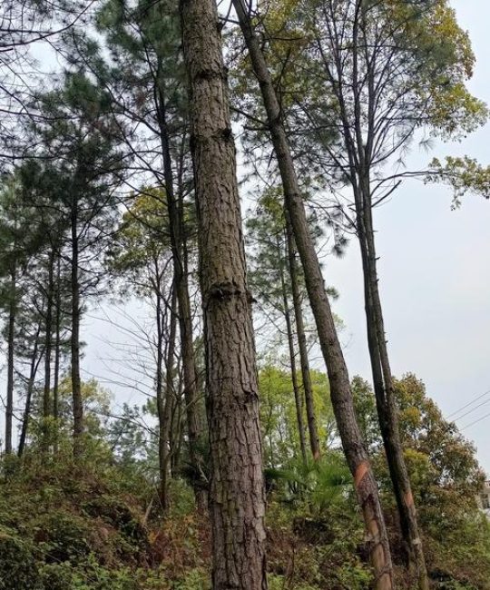 乔木林地属于什么地类？国土调查标准与林业分类详解