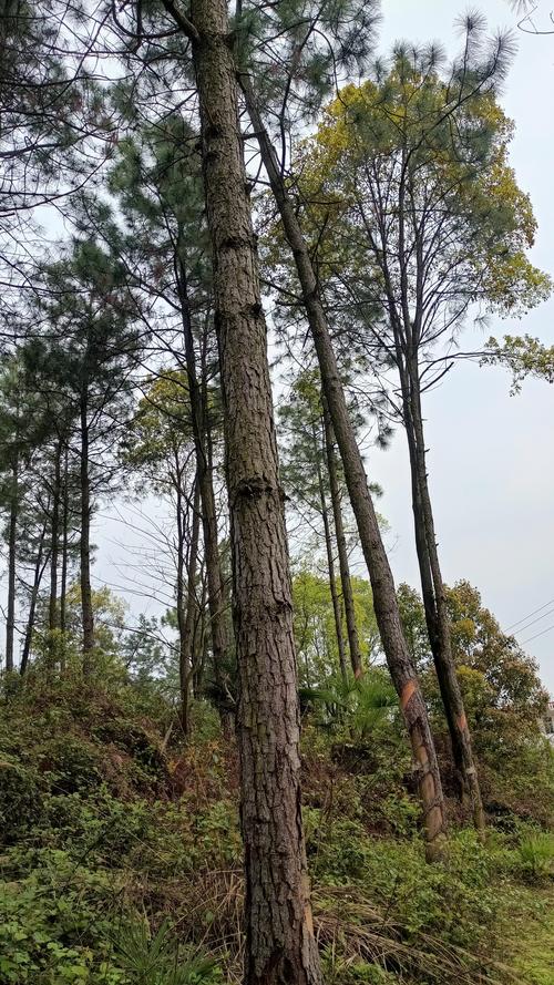 乔木林地属于什么地类？国土调查标准与林业分类详解
