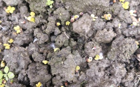 芹菜种子直接撒土里能发芽吗？专业育苗技术指南