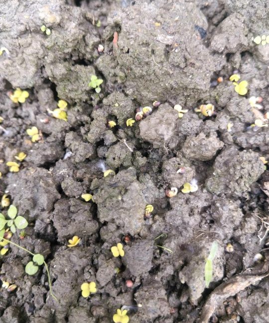 芹菜种子直接撒土里能发芽吗？专业育苗技术指南