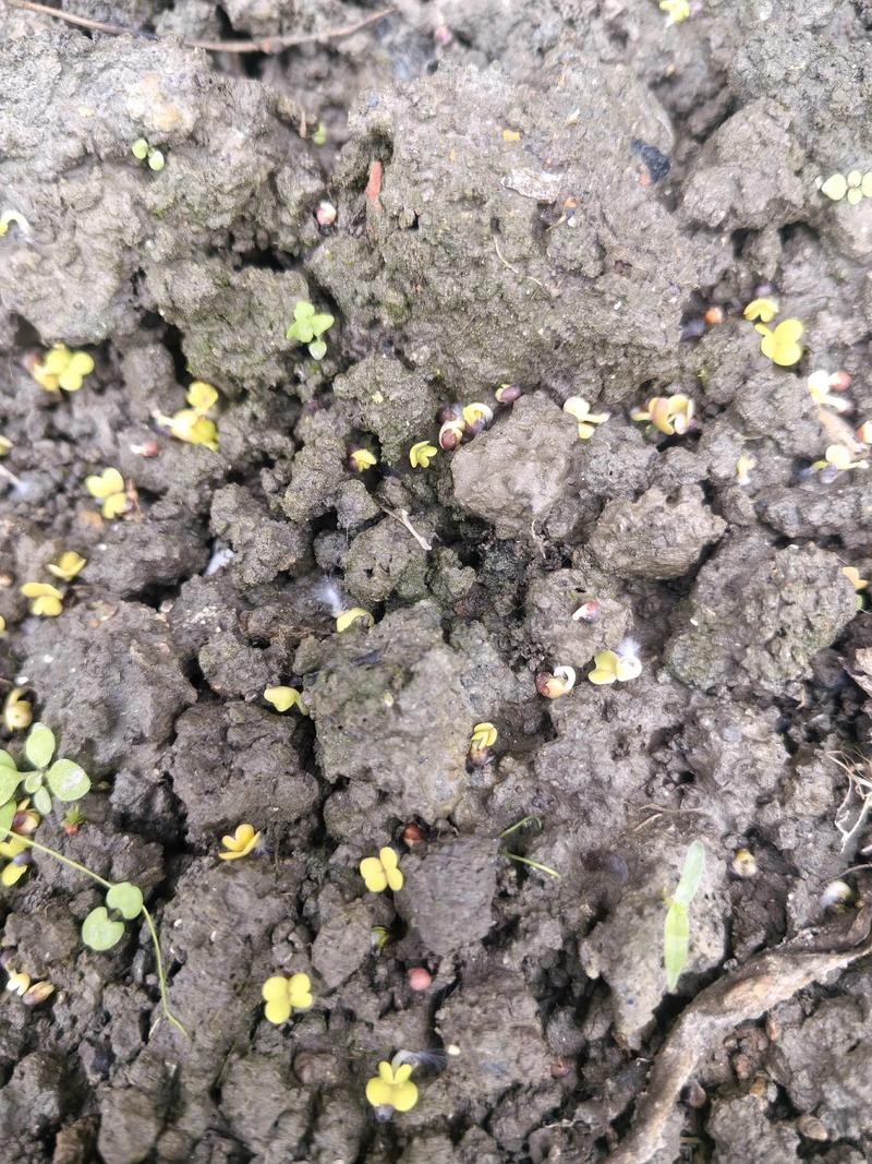 芹菜种子直接撒土里能发芽吗?专业育苗技术指南 芹菜种子直接撒土里能发芽吗?专业育苗技术指南