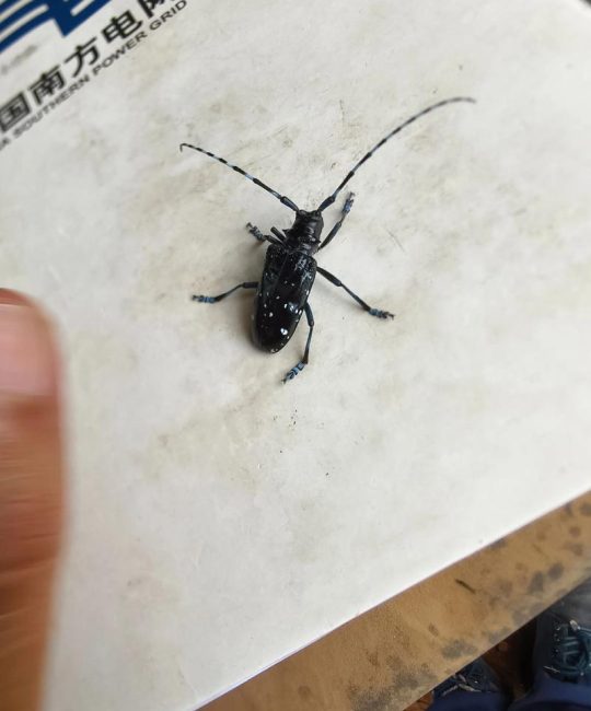 鹿角蕨价格多少钱一斤？品种规格与批发报价全解析