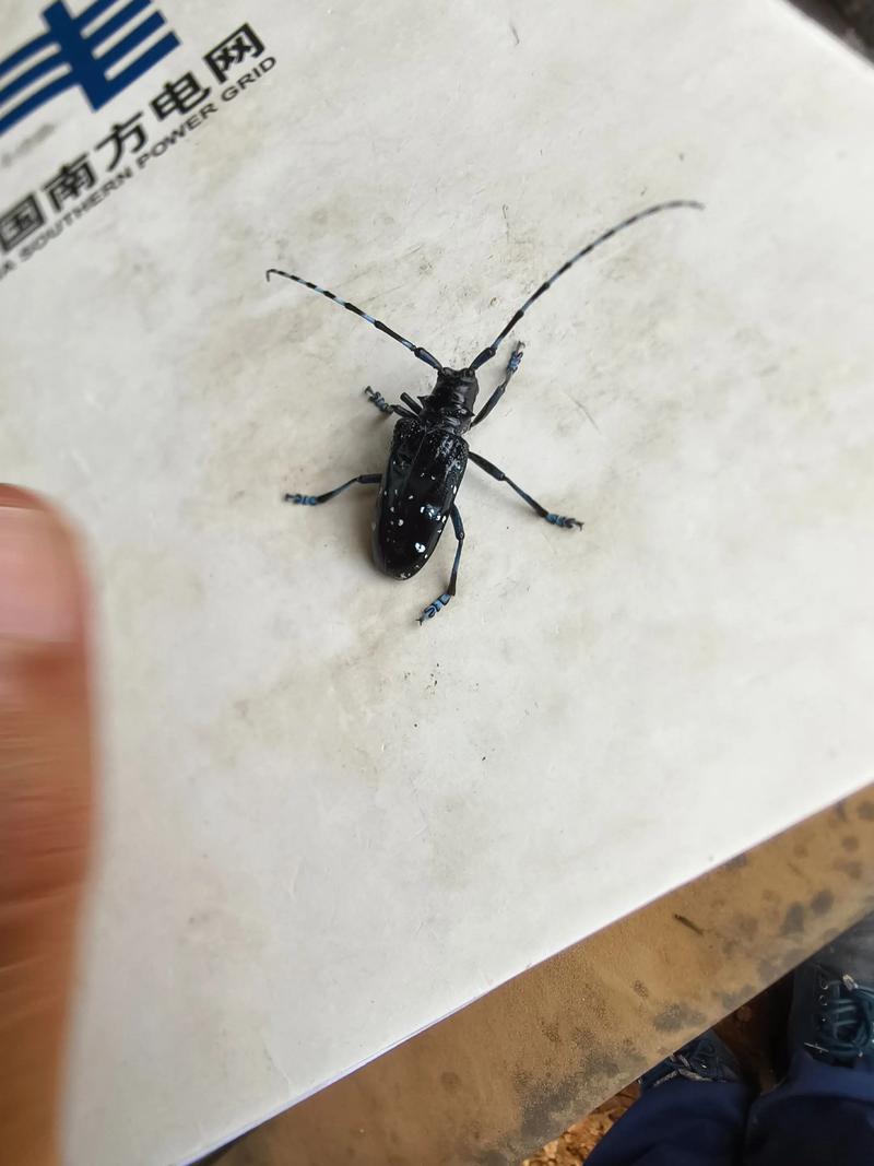 鹿角蕨价格多少钱一斤？品种规格与批发报价全解析