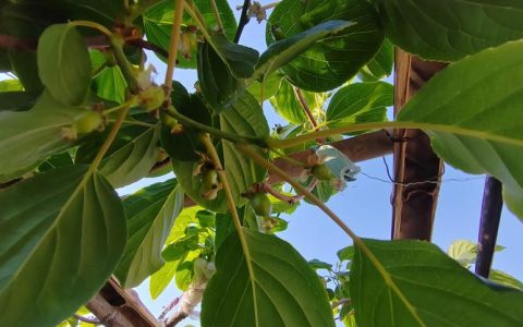 软枣猕猴桃分公母吗？一文讲清种植与选购全攻略