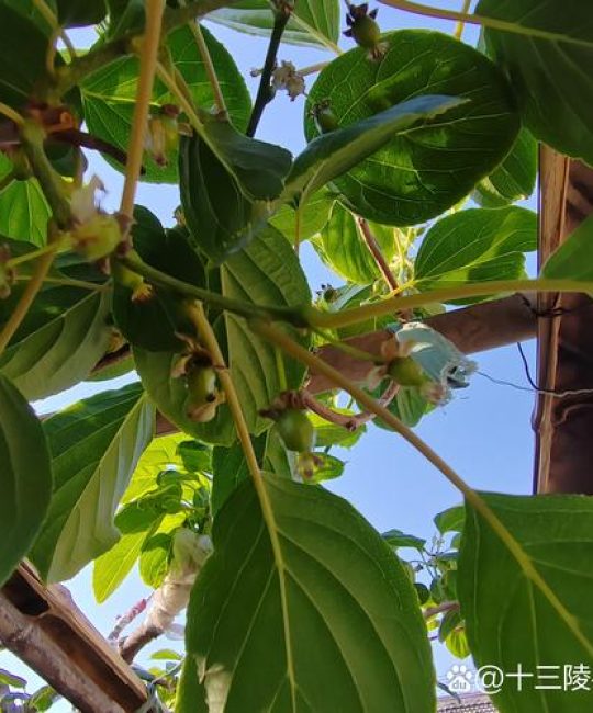 软枣猕猴桃分公母吗？一文讲清种植与选购全攻略