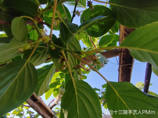 软枣猕猴桃分公母吗？一文讲清种植与选购全攻略