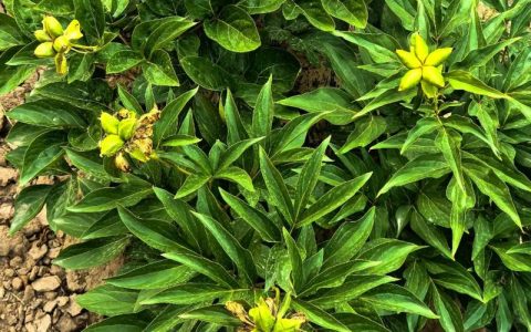 白芍种苗多少钱一株？规格、产地、采购量影响报价