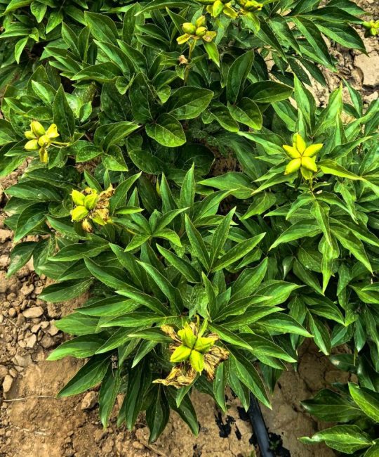 白芍种苗多少钱一株？规格、产地、采购量影响报价