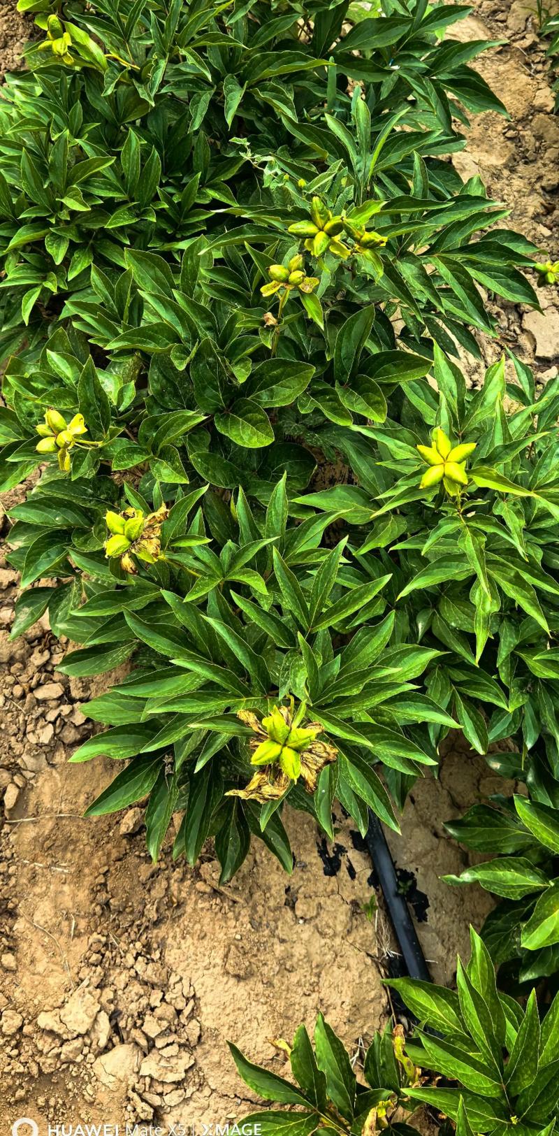 白芍种苗多少钱一株？规格、产地、采购量影响报价